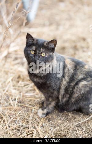 Tortoiseshell cat sitting on straw-covered farmyard ground Stock Photo