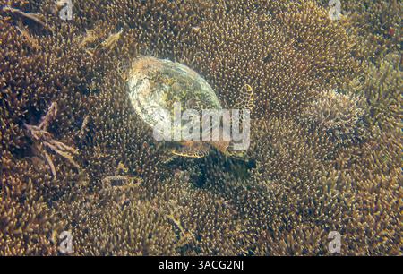 Green Sea Turtle, Chelonia mydas on Coral Reef at Wayag Stock Photo