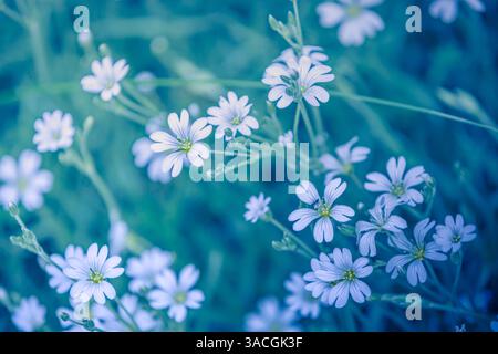 Macro shot of delicate white flowers soft green blue foliage background. Morning sunlight peaceful relaxing nature closeup Stock Photo