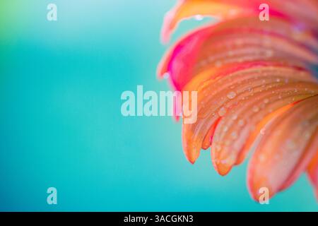 Water drop on a flower red pink petal on blurred macro morning sunshine lit green blue meadow grass. Dewdrops adorn a vibrant red flower petal Stock Photo
