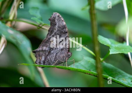 Melanitis leda or common evening brown a common species of butterfly at Dehing Patkai in Assam, India Stock Photo