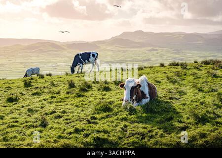 A peaceful scene in Terceira, Azores, where cows graze on lush green pastures, capturing the serene beauty of the island rural landscape in Serra do C Stock Photo