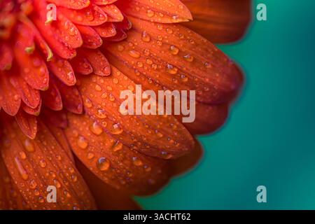 Vibrant flower petals with dew drops. Artistic nature closeup, floral macro in rain. Peaceful calm colors and romantic mood. Happy blossoms water drop Stock Photo