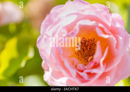 Beautiful garden rose. Blooming stunning pink rose bud in nature garden with petals on blurred background. Romantic floral garden in sunlight Stock Photo