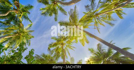 Green palm trees against blue sky and white clouds. Tropical jungle forest with bright blue sky, panoramic nature banner. Idyllic natural landscape Stock Photo