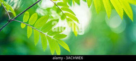 Nature of green leaf in garden at summer. Natural green leaves plants using as spring background, greenery environment ecology soft green wallpaper Stock Photo
