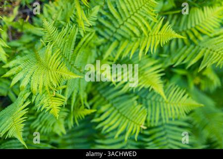 Natural green fern wallpaper. Abstract green fern leaf texture, artistic nature background, tropical leaves wallpaper fresh green colors, zen tranquil Stock Photo