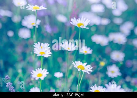 White daisy flowers blossom field blur lush foliage nature background. Artistic selective focus, inspire meditation tranquil peaceful closeup meadow Stock Photo