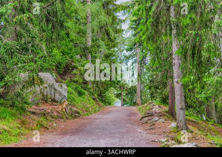 Hiking path and sunset in beautiful woods. Pine forest trail pathway, lush green forest road, nature walk, serene jungle track, countryside dirt road Stock Photo