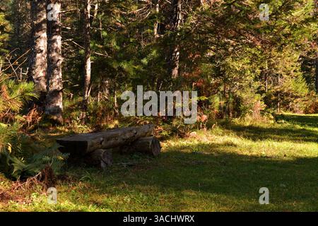 A bench made of logs along a hiking trail in the shade of tall cedar trees on a sunny autumn day. Altai, Siberia, Russia. Stock Photo