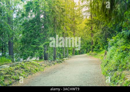 Hiking path and sunset in beautiful woods. Pine forest trail pathway, lush green forest road, nature walk, serene jungle track, countryside dirt road Stock Photo