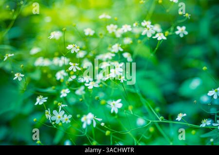 Abstract soft focus sunset field landscape of white flowers and grass meadow warm golden hour sunset sunrise time. Tranquil spring summer nature Stock Photo