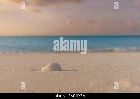 Beach sunset shell on shoreline with blurred soft waves. Tranquil summer pattern, closeup sand and seashell soft sunlight. Relaxing seaside background Stock Photo