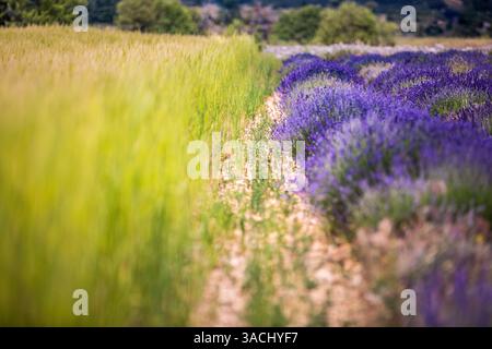 Golden wheat and purple lavender fields split landscape in perfect harmony, capturing the essence of rural beauty under glowing summer sunlight Stock Photo