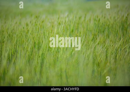 Closeup of green wheat field, lush crops with fresh stalks, natural agricultural landscape, serene rural scenery, summer late spring nature backdrop Stock Photo