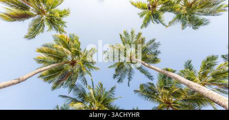 Summer beach background palm trees against blue sky banner panorama, travel destination. Tropical beach background with palm trees silhouette sunset Stock Photo
