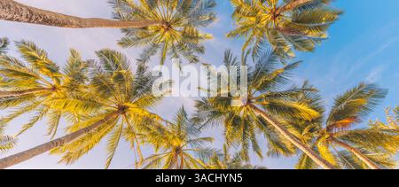 Summer beach background palm trees against blue sky banner panorama, travel destination. Tropical beach background with palm trees silhouette sunset Stock Photo