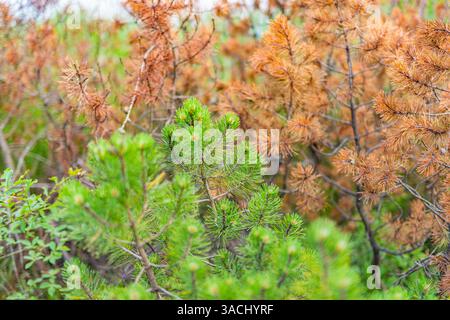 Closeup of pine trees with changing autumn colors, peaceful natural scenery, seasonal foliage landscape, serene nature seasonal background Stock Photo