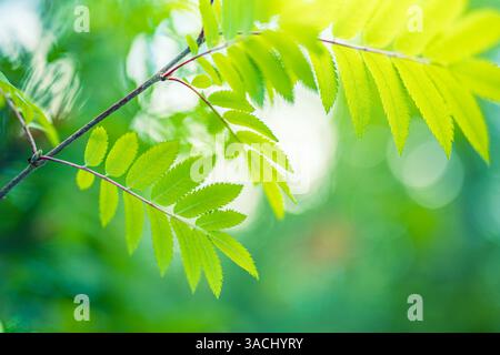 Vibrant green leaves forming lush natural background illuminated by sunlight creating fresh and serene atmosphere perfect for nature inspired design Stock Photo