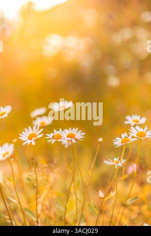Autumn daisy flower field with warm sunset light, blurred bokeh and lush foliage, peaceful nature scene, seasonal landscape for wall art decoration Stock Photo