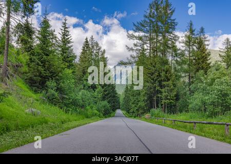 Scenic mountain road surrounded by towering pine trees under sunny blue sky with fluffy clouds the perfect route for summer hiking driving outdoors Stock Photo