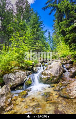 Beautiful mountain creek cascading through pine trees under sunny skies. Perfect for nature escapes, hiking adventures, serene landscapes. Outdoors Stock Photo