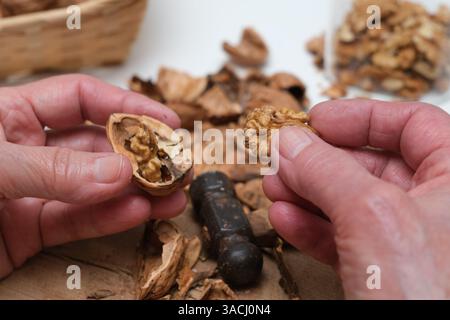 Hands holding freshly shelled walnuts. A small hammer rests on a wooden board. Stock Photo