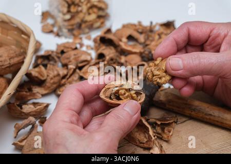 Hands removing a walnut from its freshly cracked shell. Beneath them is a small hammer. Stock Photo