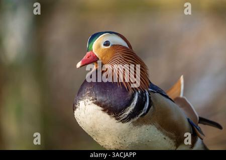 Front to side view of a wild mandarin drake (Aix galericulata) with a bright eye and very colourful plumage Stock Photo