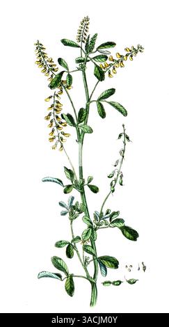 Melilotus officinalis, Gewöhnlicher Steinklee, Gelber Steinklee, digitale Reproduktion einer historischen Vorlage, zwischen 1790 bis 1810, Botanica Ph Stock Photo