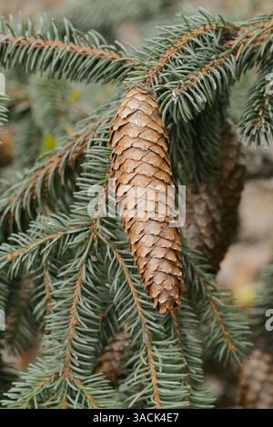 Norway Spruce (Picea abies), cone | Gemeine Fichte, Gewöhnliche Fichte, Rotfichte (Picea abies), Zapfen Stock Photo