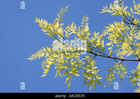 Black Locust or False Acacia (Robinia pseudoacacia), Germany | Gewöhnliche Robinie (Robinia pseudoacacia), Deutschland Stock Photo