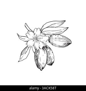 Almond branch vector illustration hand drawn with ink. Leaves, flowers and fruits of the walnut tree Stock Vector