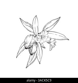 Almond branch vector illustration hand drawn with ink. Leaves, flowers and fruits of the walnut tree Stock Vector