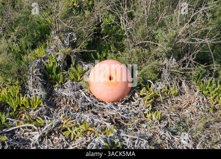 orange floating ball of a fishing net abandoned among native vegetation, Sardinia, Italy Stock Photo