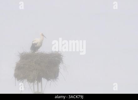 Malomirovo Bulgaria : 4th April  2025 First Early morning mist .White stork on her nest  built on a special metal frame  among living among human across Bulgaria. Clifford Norton Ģ����ý live news Stock Photo