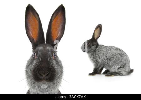 portrait of a gray rabbit isolated on white background Stock Photo