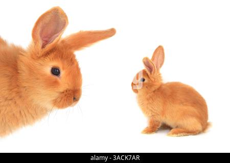 orange rabbit isolated on white background Stock Photo