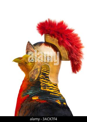portrait of a pheasant wearing a golden rome helmet isolated on white background Stock Photo