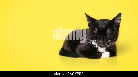 Cute tuxedo kitten sleeping on colored background. Full body little kitty sleeping or dozing after playing. 8 weeks old, male, black and white short h Stock Photo
