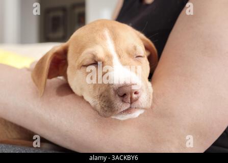 Cute puppy sleeping on pet owners arm. Puppy dog feeling safe and secure in woman arm. Puppy sleeping schedule or how long do puppies sleep. 2 months Stock Photo