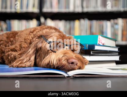 Dog sleeping on book in front of defocused book shelfs in library. Smart dog wearing glasses. Student exhausted or overwhelmed from studying for exam Stock Photo
