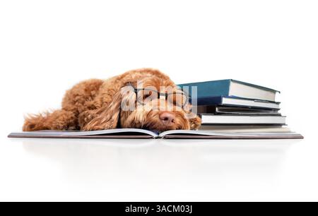 Smart dog sleeping on book next to books while wearing glasses. Puppy dog student exhausted or overwhelmed from studying for exam or midterms. Female Stock Photo