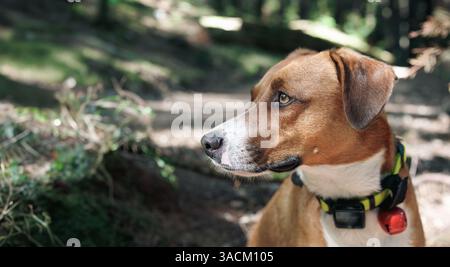 Dog with gps tracker in forest. Cute puppy dog on hiking trail while looking at something. Outdoor forest safety for dogs who like to hunt wildlife or Stock Photo