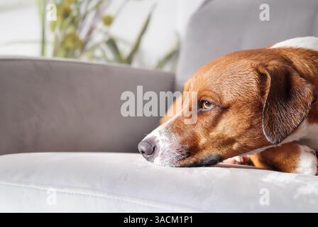 Wet dog lying on sofa chair with exhausted expression. Side view of brown puppy dog still wet and soggy after playing with dog or in the rain. Female Stock Photo