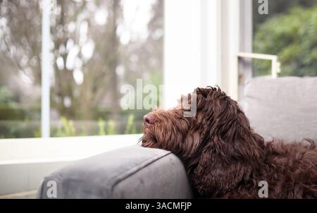 Bored dog lying by the window on a sofa. Side profile of cute female Labradoodle sleeping in front of window waiting for owner. Female Labradoodle, br Stock Photo
