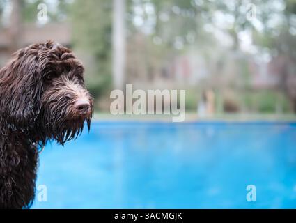 Wet dog sitting by pool in backyard. Side view of puppy dog with wet fur looking at something. Water dog and cooling down in summer. Female, brown Aus Stock Photo