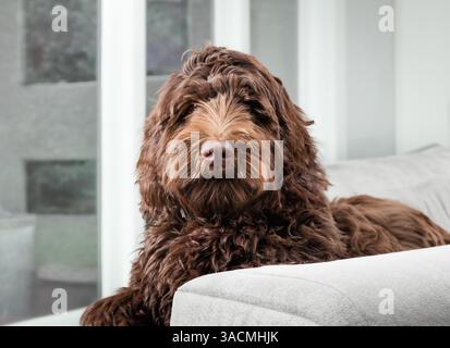 Bored brown dog staring at camera while resting on sofa. Portrait of  Labradoodle puppy waiting for owner to play. Serious body language. 1 year old, Stock Photo
