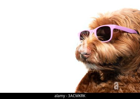 Cute dog with sunglasses. Relaxed fluffy puppy dog wearing pink glasses looking cool or smart. Protective eyewear for pets. Female Labradoodle, orange Stock Photo