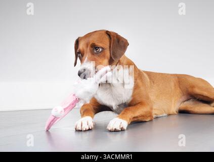 Dog with easter bunny toy in mouth on gray background. Cute puppy dog playing with white bunny rabbit headband with guilty body language. Dog eating t Stock Photo